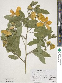 Senna corymbosa image