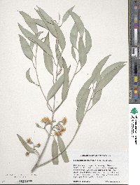 Eucalyptus sideroxylon image