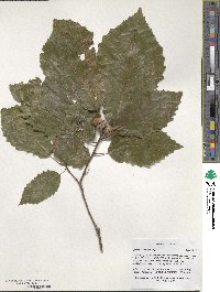 Quercus muehlenbergii image