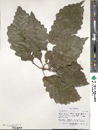 Quercus michauxii image