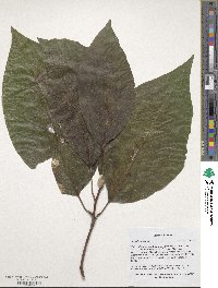 Magnolia acuminata image