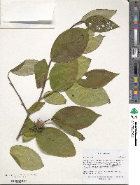 Stewartia ovata image