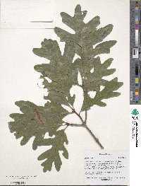 Quercus alba image