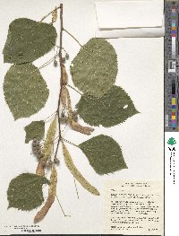 Tilia americana image