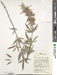 Monarda punctata image