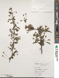 Malus halliana image