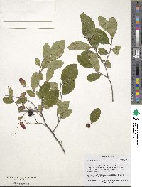 Image of Vaccinium arboreum