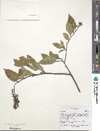 Itea virginica image