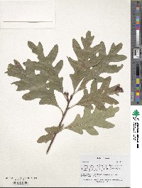 Quercus alba image