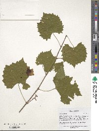 Vitis rotundifolia image