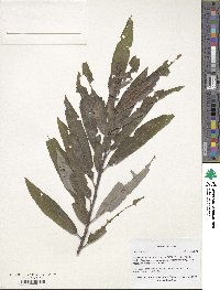 Salix sericea image