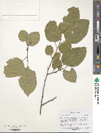 Diospyros virginiana image