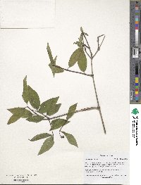 Philadelphus hirsutus image