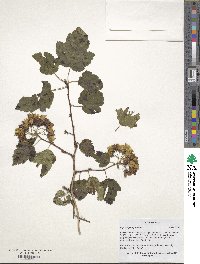 Physocarpus opulifolius image