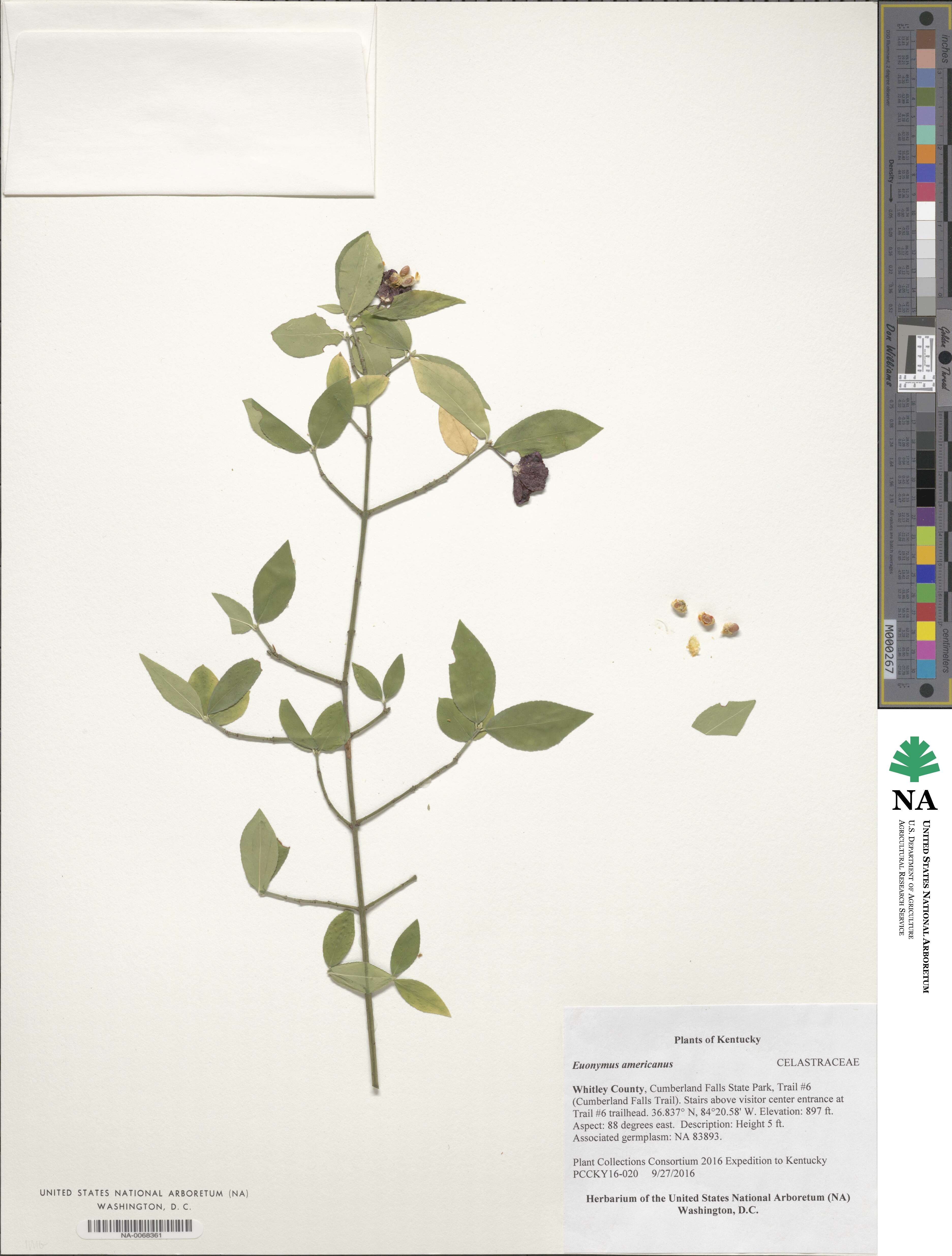 Euonymus image