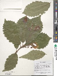 Quercus montana image