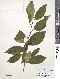 Stewartia ovata image