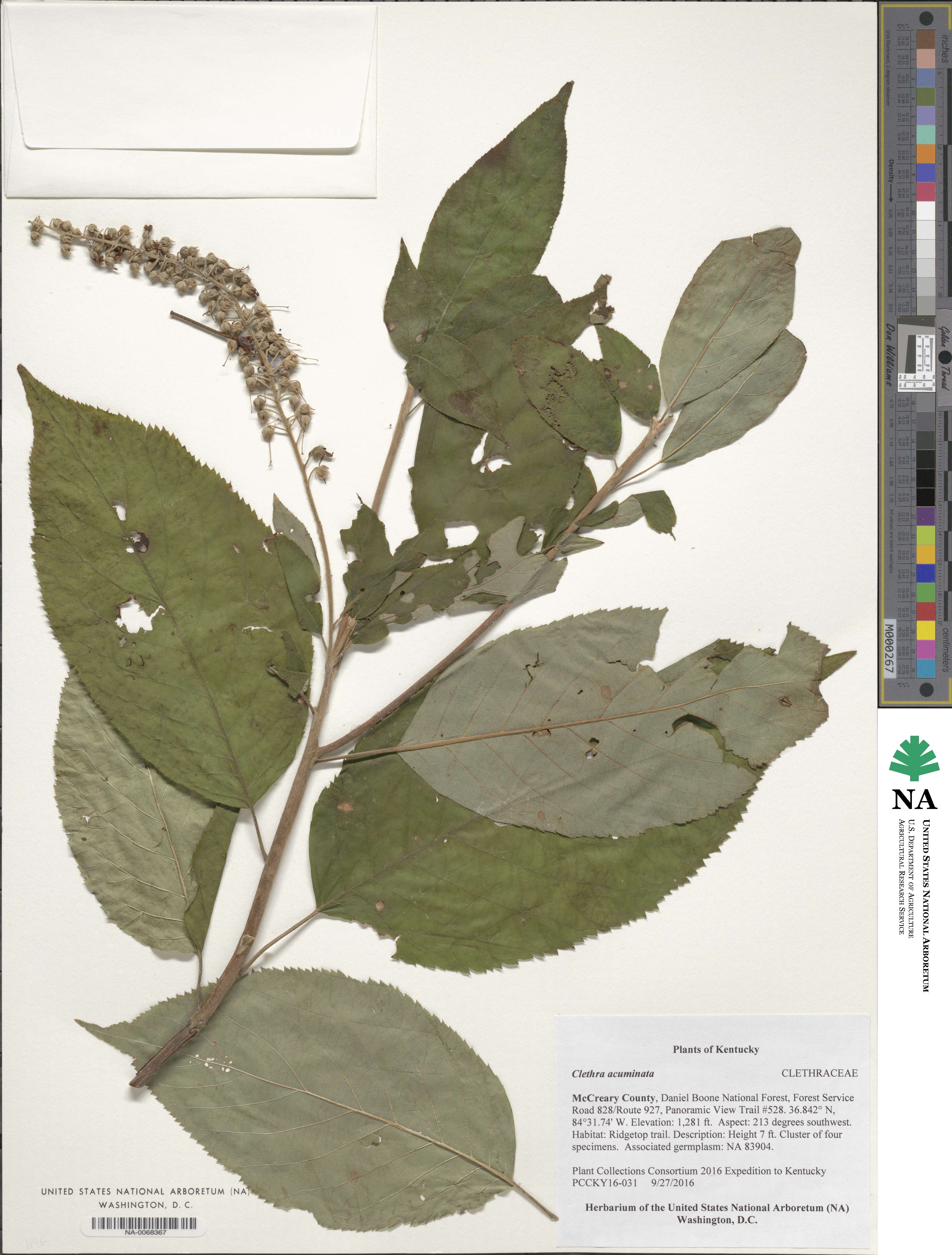 Clethra acuminata image