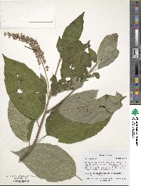 Clethra acuminata image