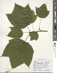 Acer pensylvanicum image