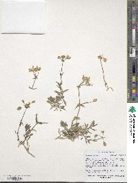 Image of Cerastium multiflorum