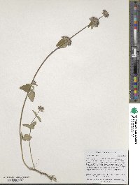 Image of Clinopodium vulgare