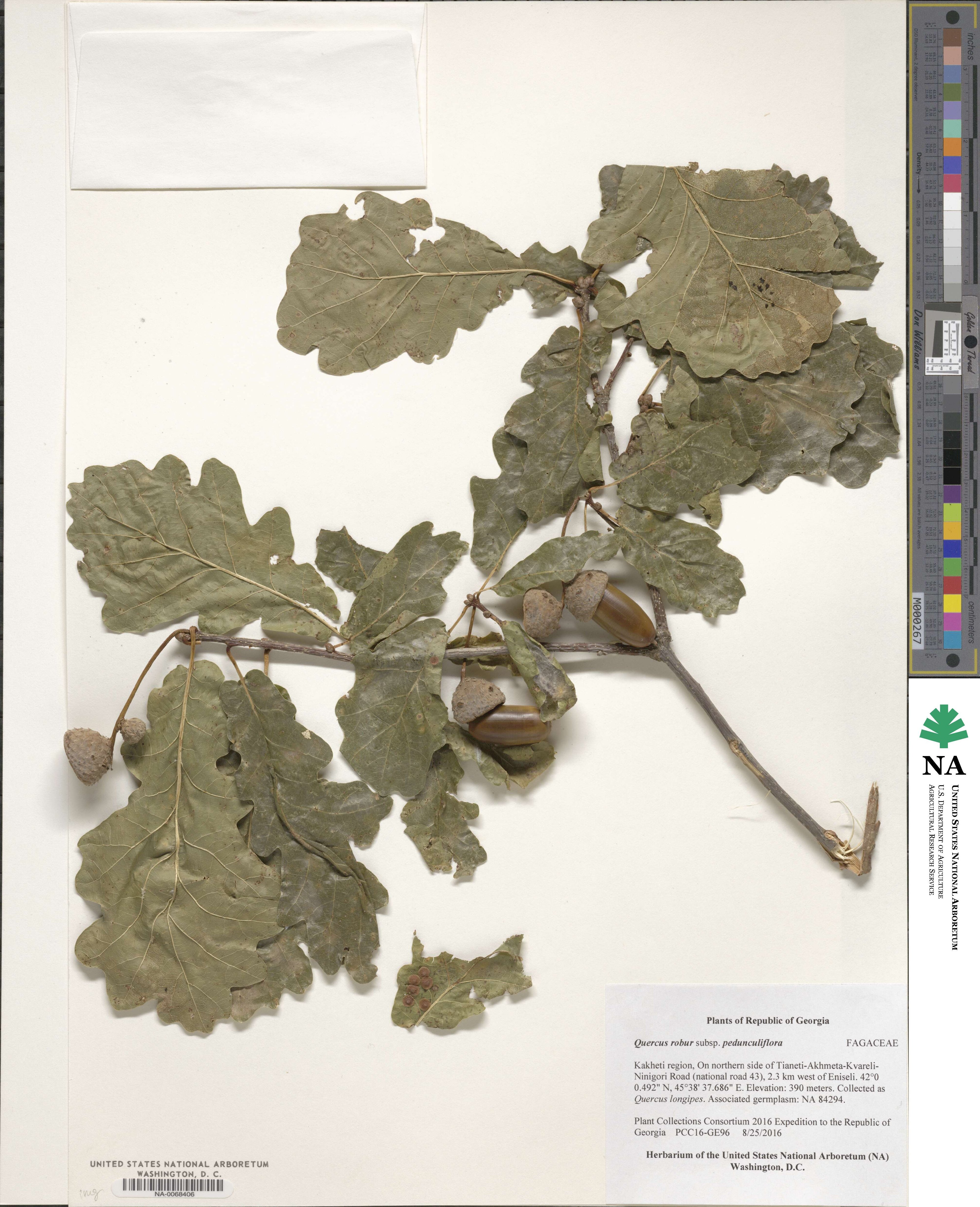 Quercus robur subsp. pedunculiflora image