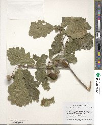 Quercus robur image