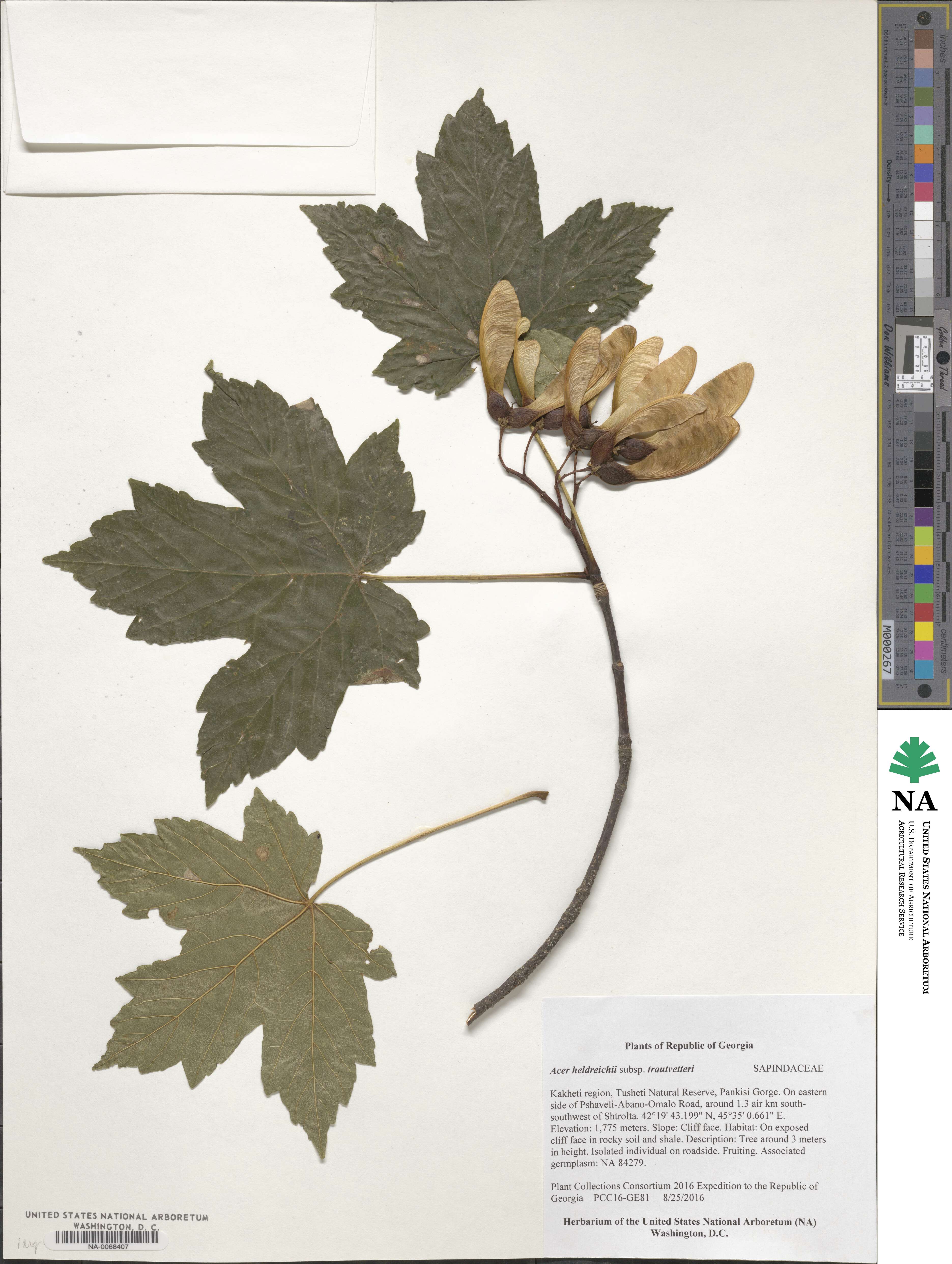 Acer heldreichii subsp. trautvetteri image