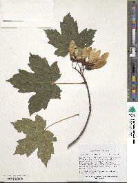 Acer heldreichii subsp. trautvetteri image