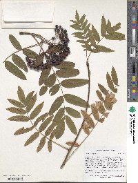 Sorbus aucuparia image