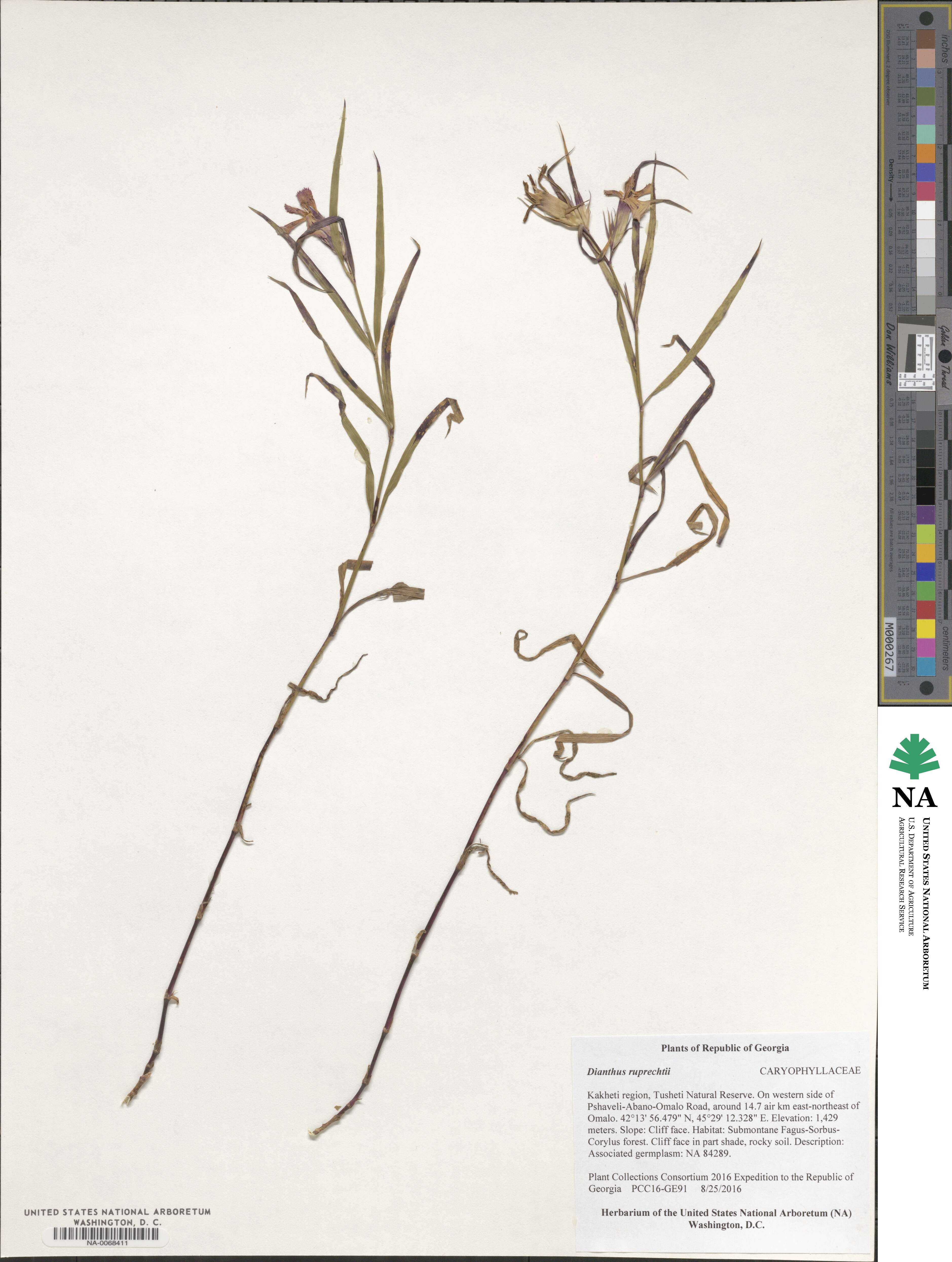 Dianthus ruprechtii image