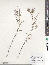 Dianthus ruprechtii image