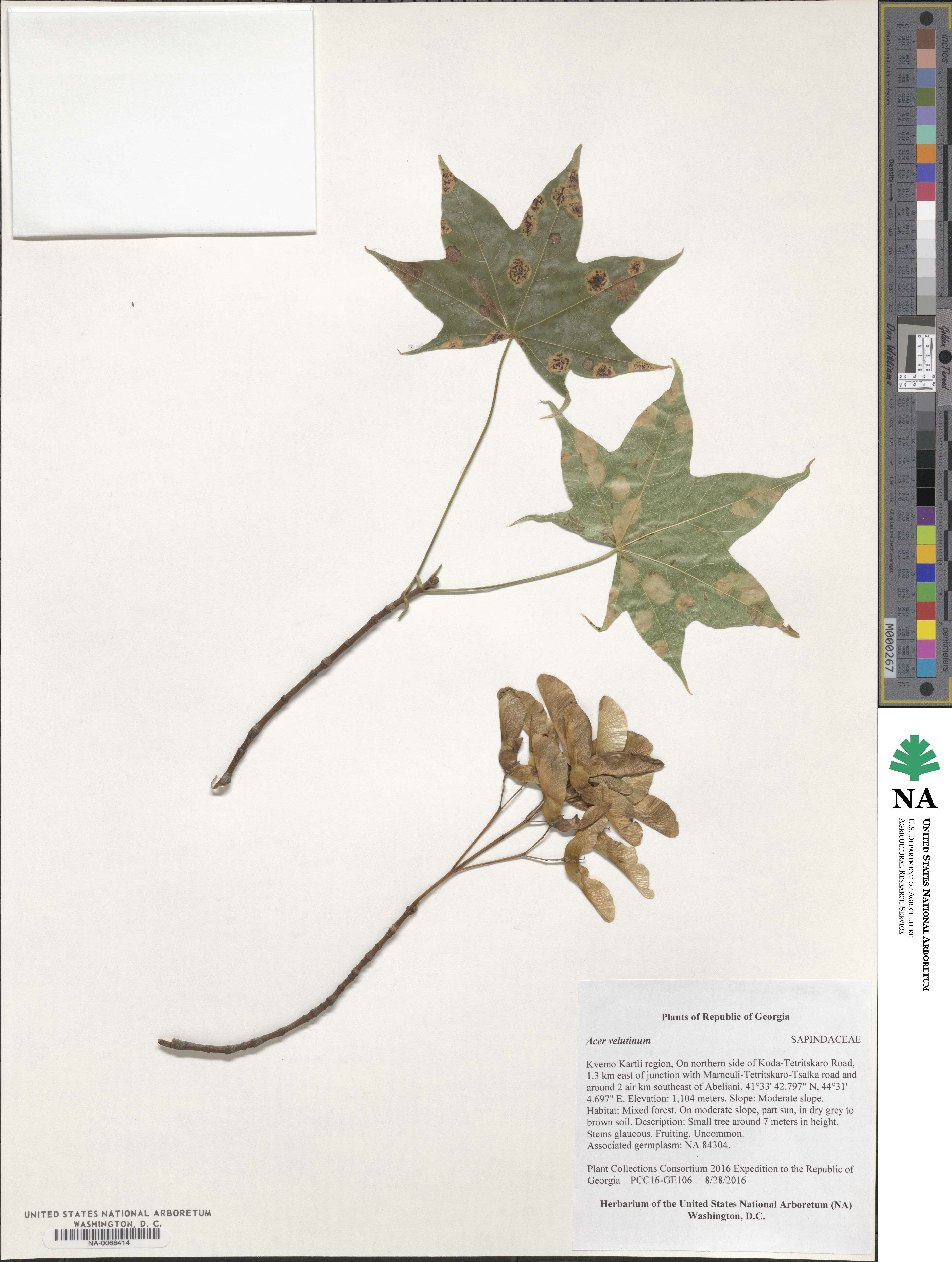 Acer velutinum image