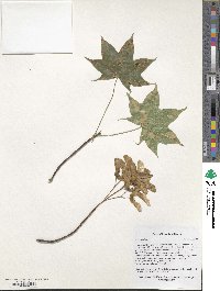 Acer velutinum image