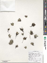 Saxifraga paniculata image