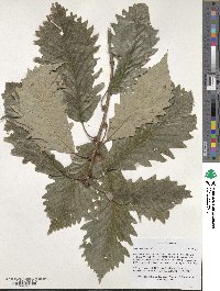 Quercus michauxii image