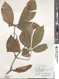 Aesculus pavia image