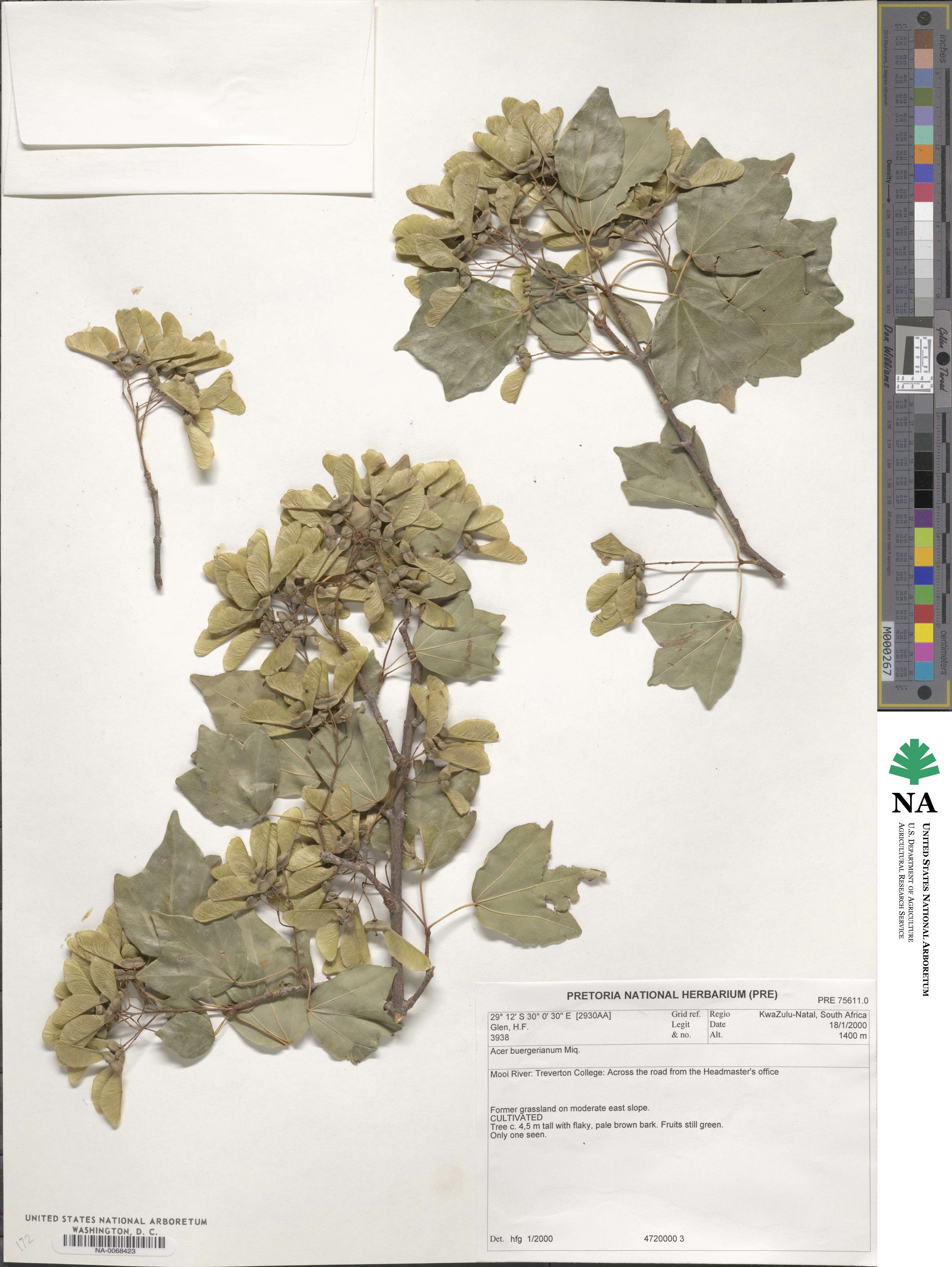 Acer buergerianum image