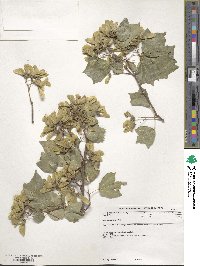 Acer buergerianum image