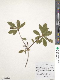 Rhododendron arborescens image