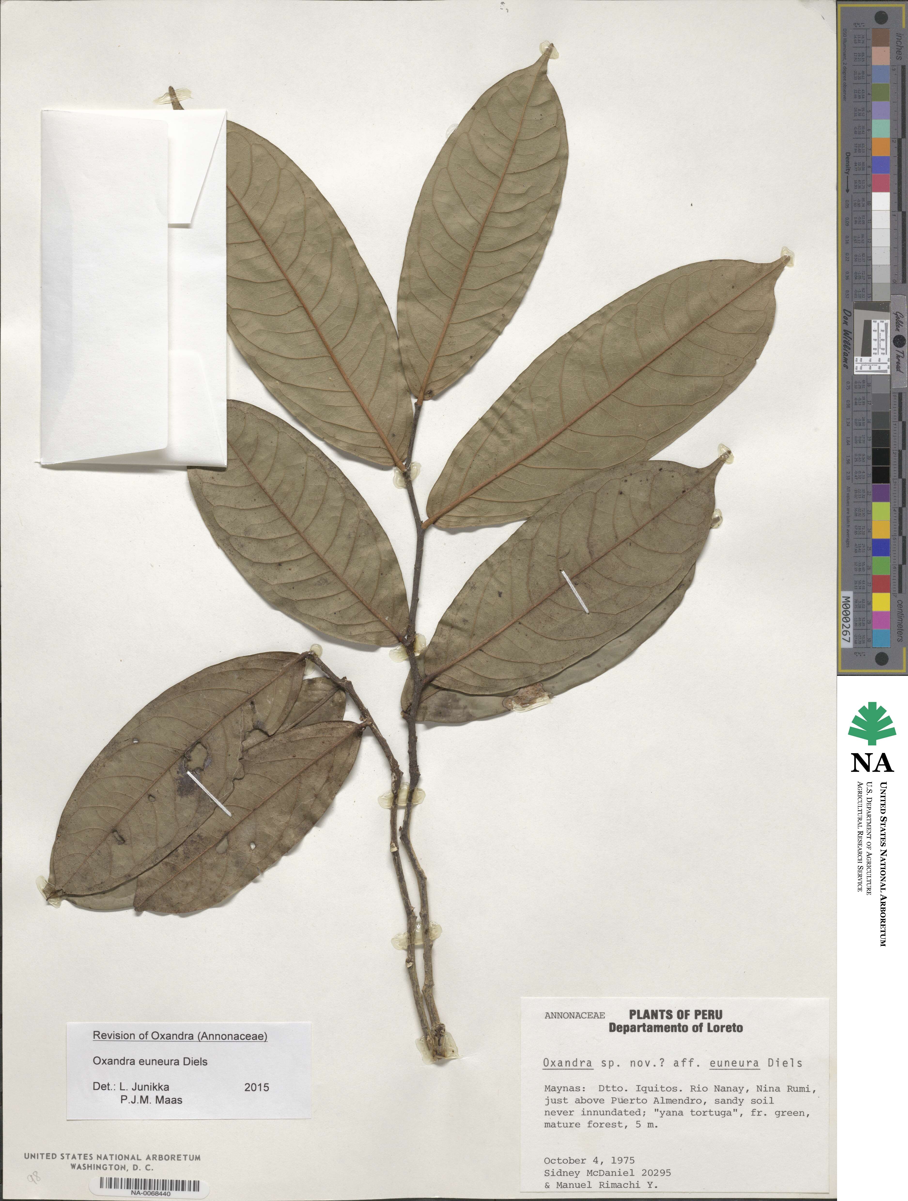 Oxandra euneura image