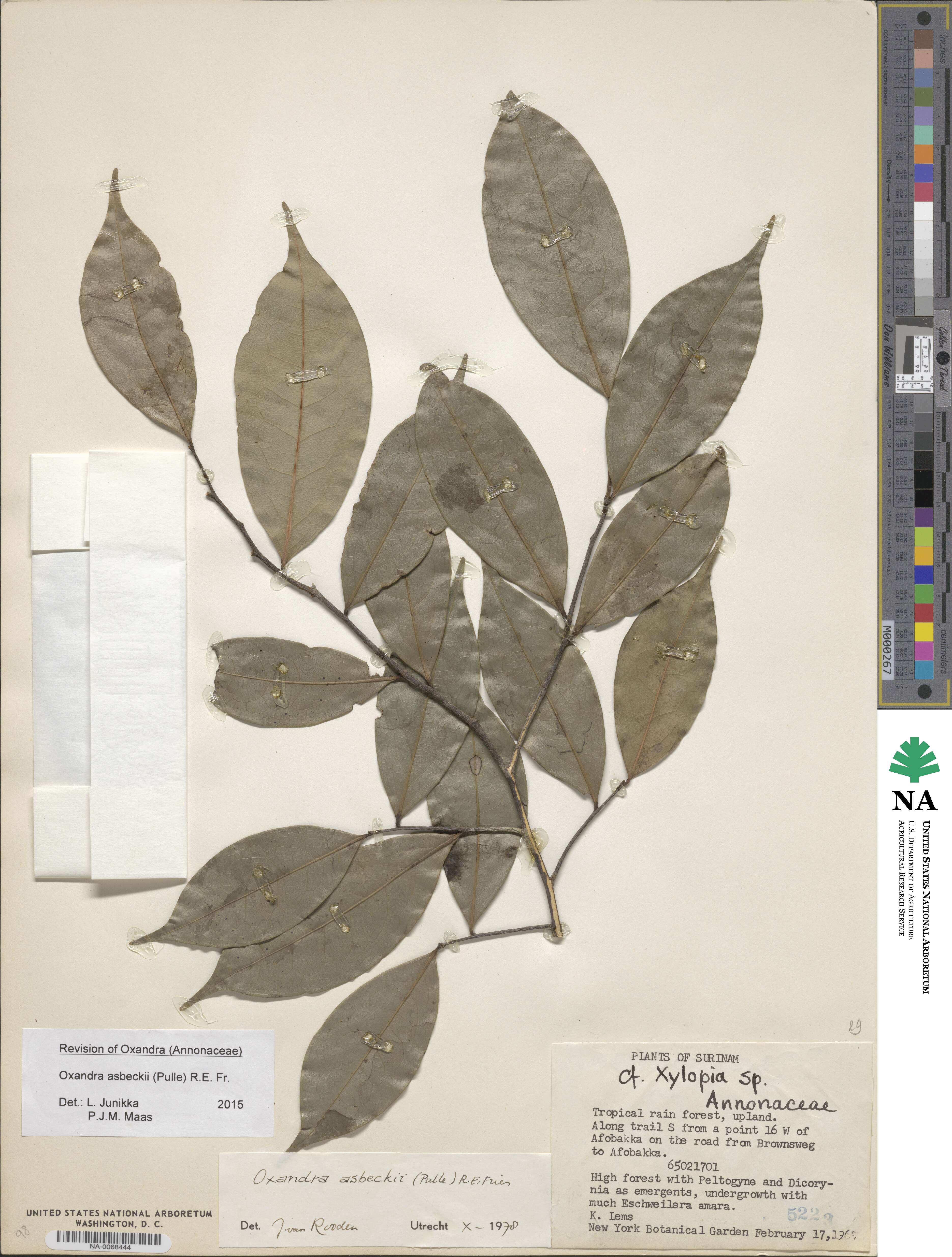 Oxandra asbeckii image