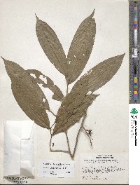 Image of Oxandra sphaerocarpa