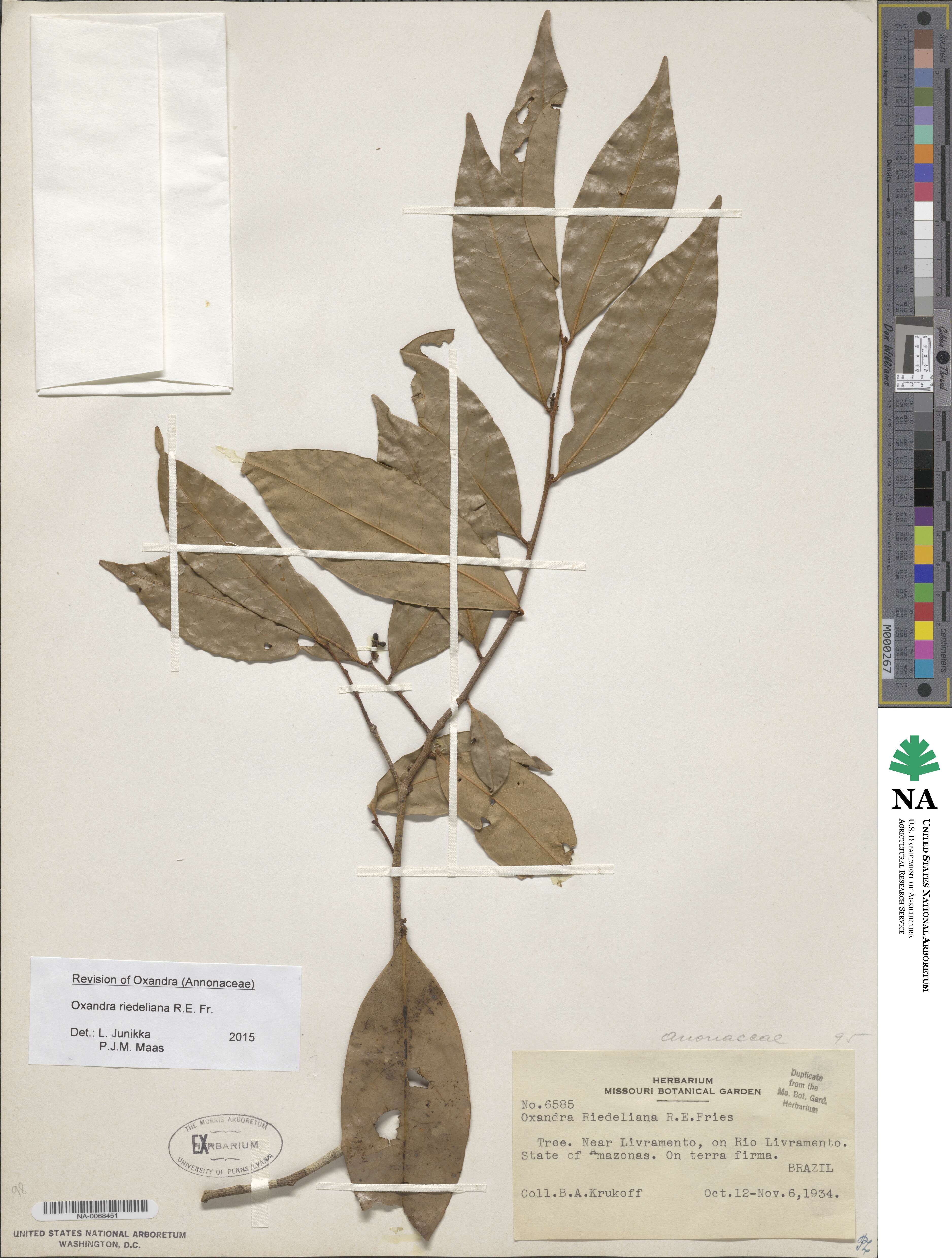Oxandra riedeliana image