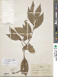 Image of Oxandra riedeliana