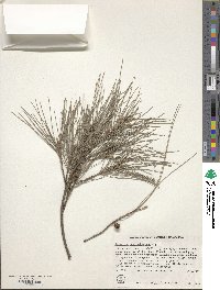 Casuarina cunninghamiana image