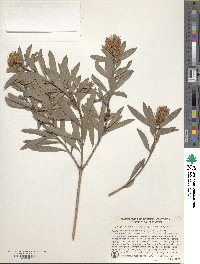 Melaleuca quinquenervia image