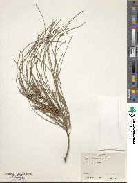 Casuarina equisetifolia image