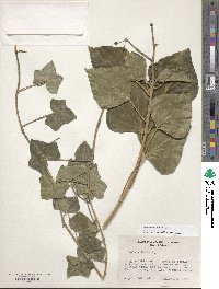 Hedera helix image